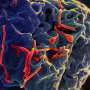 DR Congo investigates suspected Ebola case