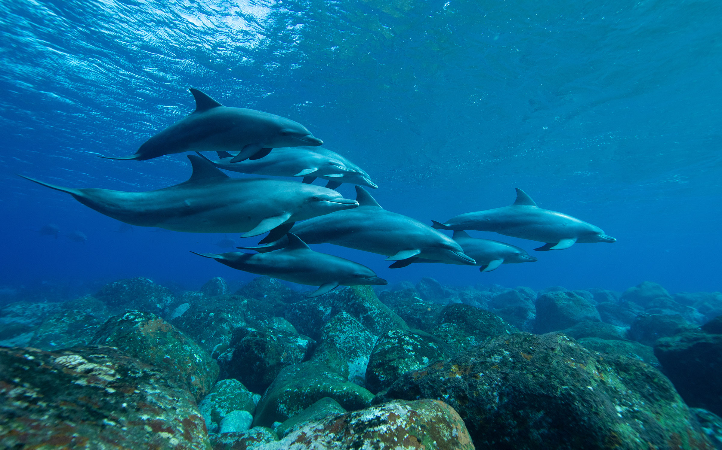 Scientists caught cameras on dolphins and captured never-before-seen pictures