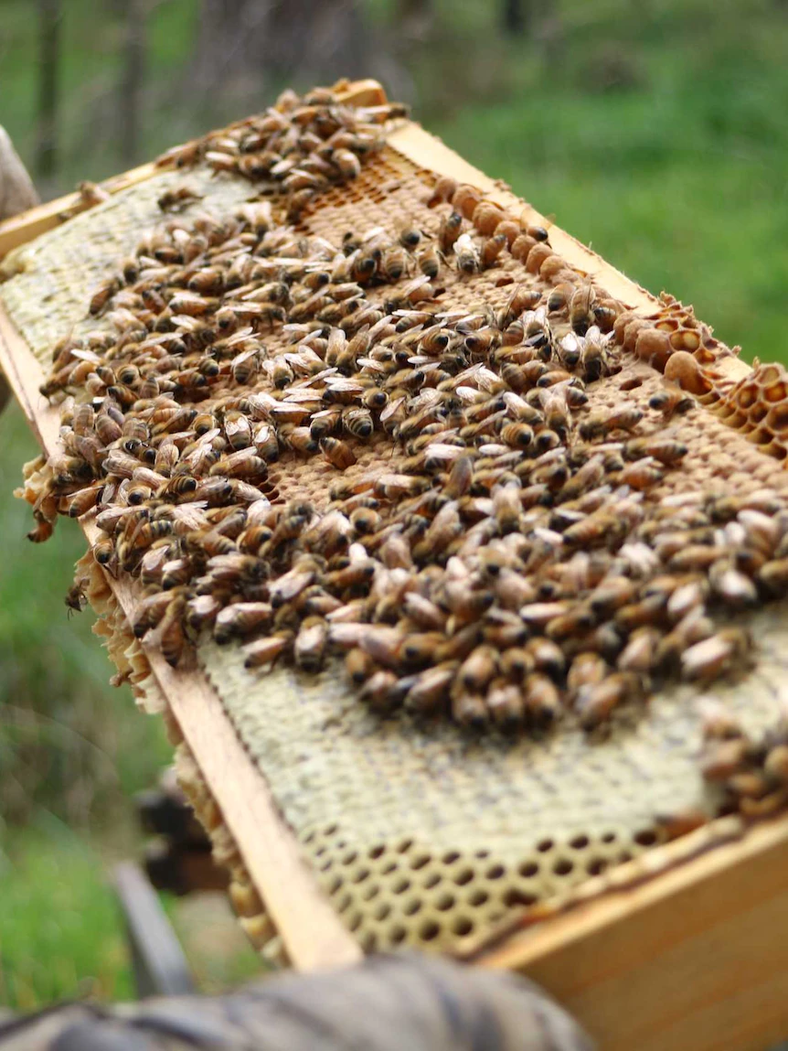 With 99 beekeeping websites now infected, the sticky ask of the keep aside varroa mite came from remains a mystery