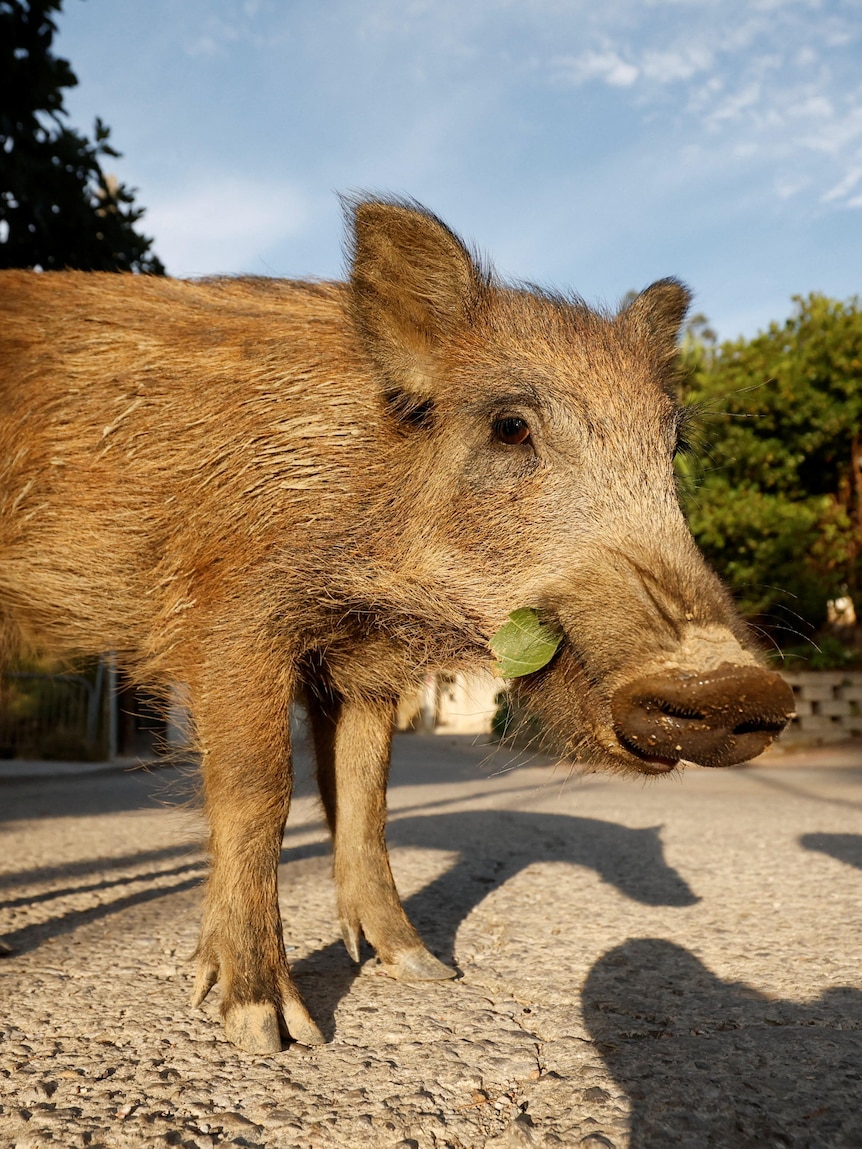 ‘They supreme inch about admire cats’: Wild boars are causing havoc in Spain
