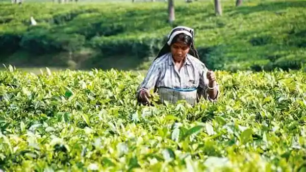 India’s June tea output drops 17% as floods hit plucking | Mint – Mint