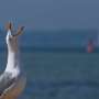 Why it is in all probability you’ll perchance presumably enjoy to enjoy more sympathy for seagulls, and simple systems to cease them stealing your chips