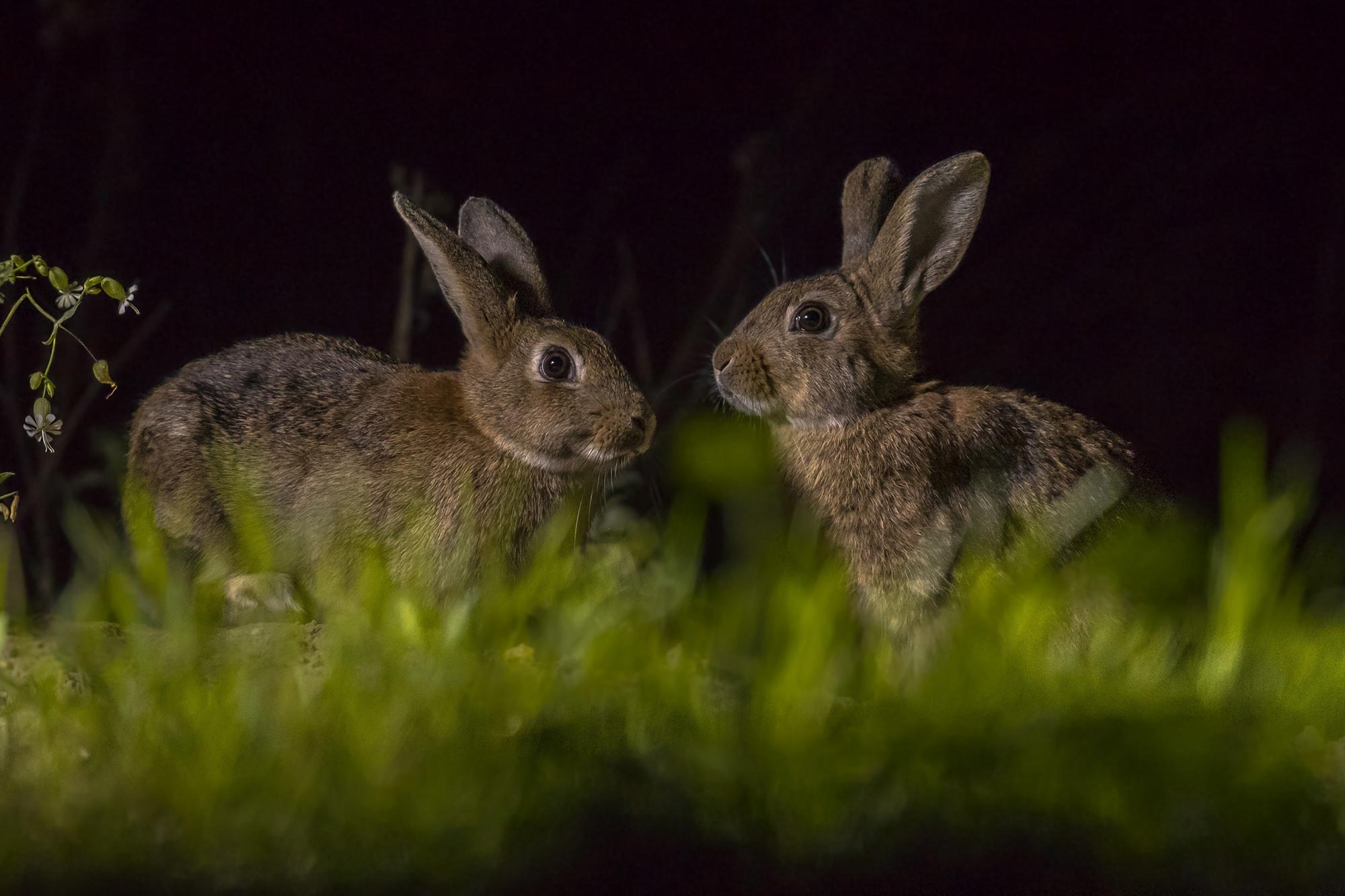 Australian Rabbit Plague Puzzle Solved With DNA Profiling