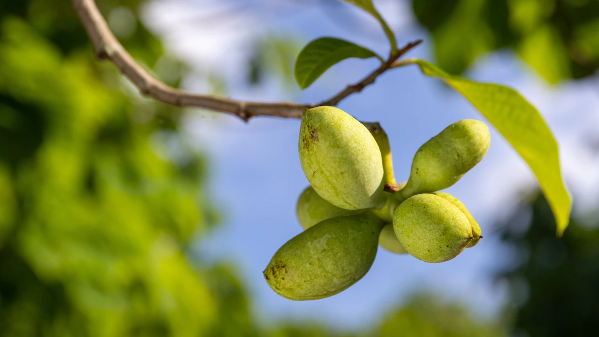 From Florida to Nebraska, it’s pawpaw season within the U.S.