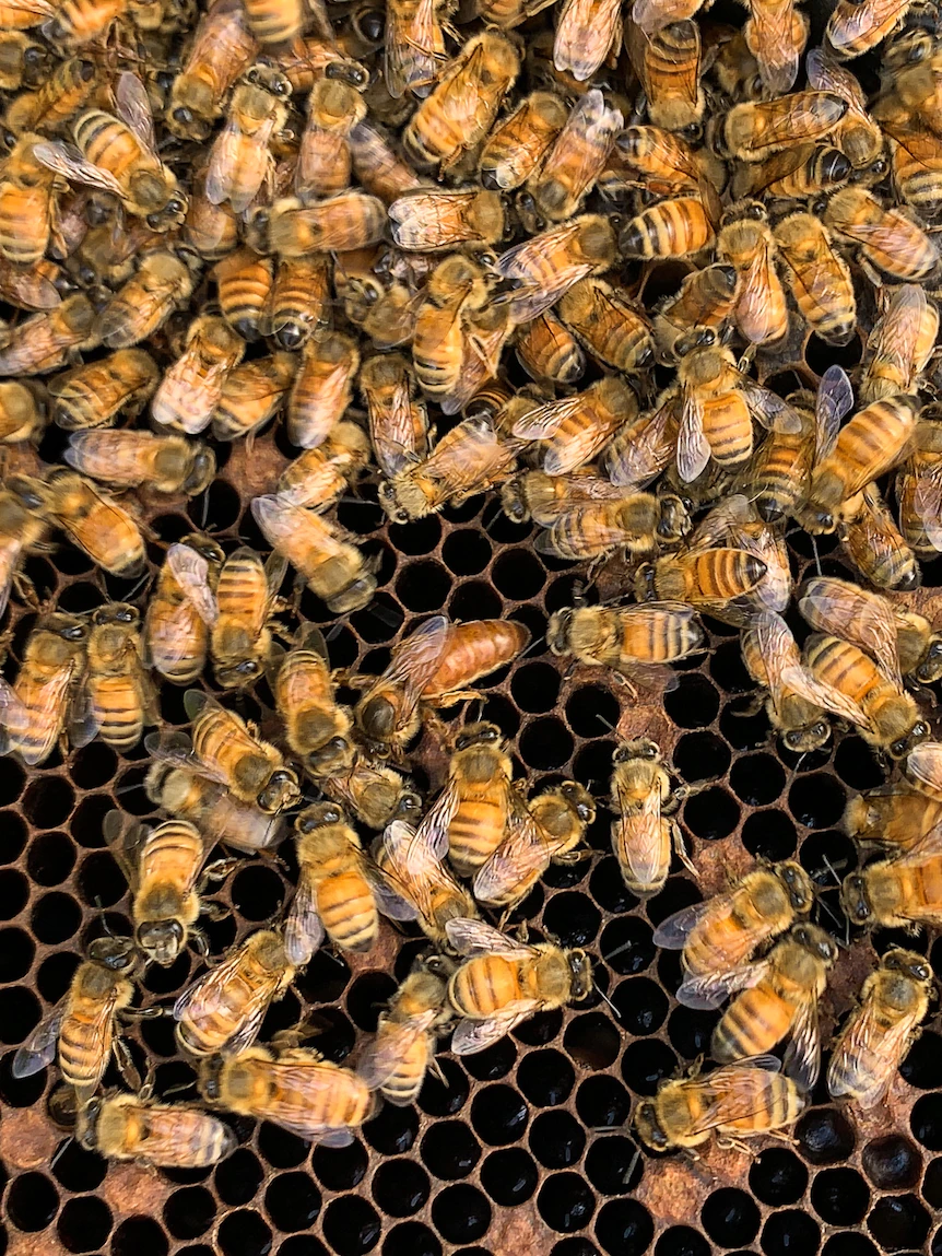 Fresh technology helps fight varroa as beekeeper shows bees’ health from a long way