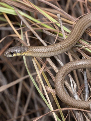 ‘Treasured’ legless lizard discovery end to proposed Hunter coal mine growth