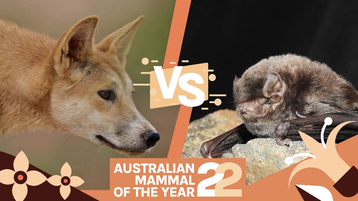 Mammal of the Year Final: Dingo VS Southern Zigzag-Soar Bat – Cosmos