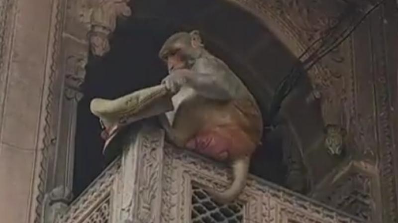 Monkeys that snatched inspector’s cap and Justice of the Peace’s eyeglasses