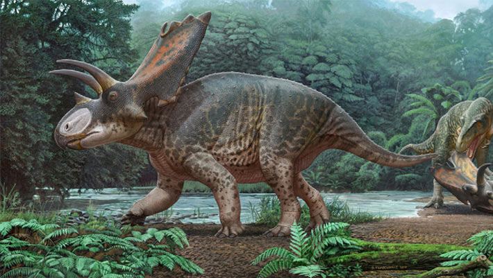 New Species of Horned Dinosaur Discovered