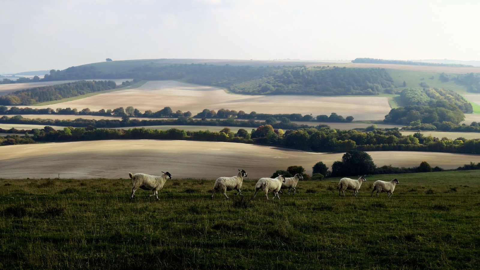 Livestock pain relief products to be available in rural stores, expanding access for farmers