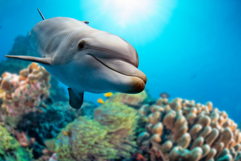 Dolphins Reveal the Health of the Gulf of Mexico