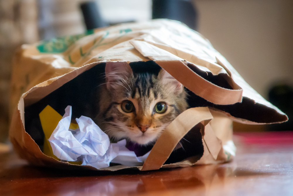 Why People Love Their Chaotic, Misbehaving Cats