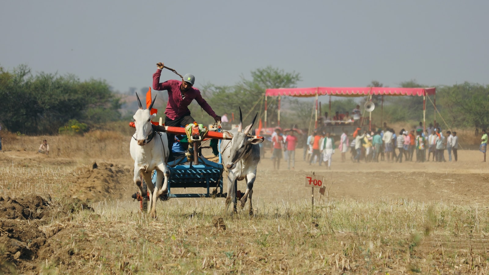 Cattle farmers say northern Queensland could be ‘food bowl to Asia’ after historic crop harvest