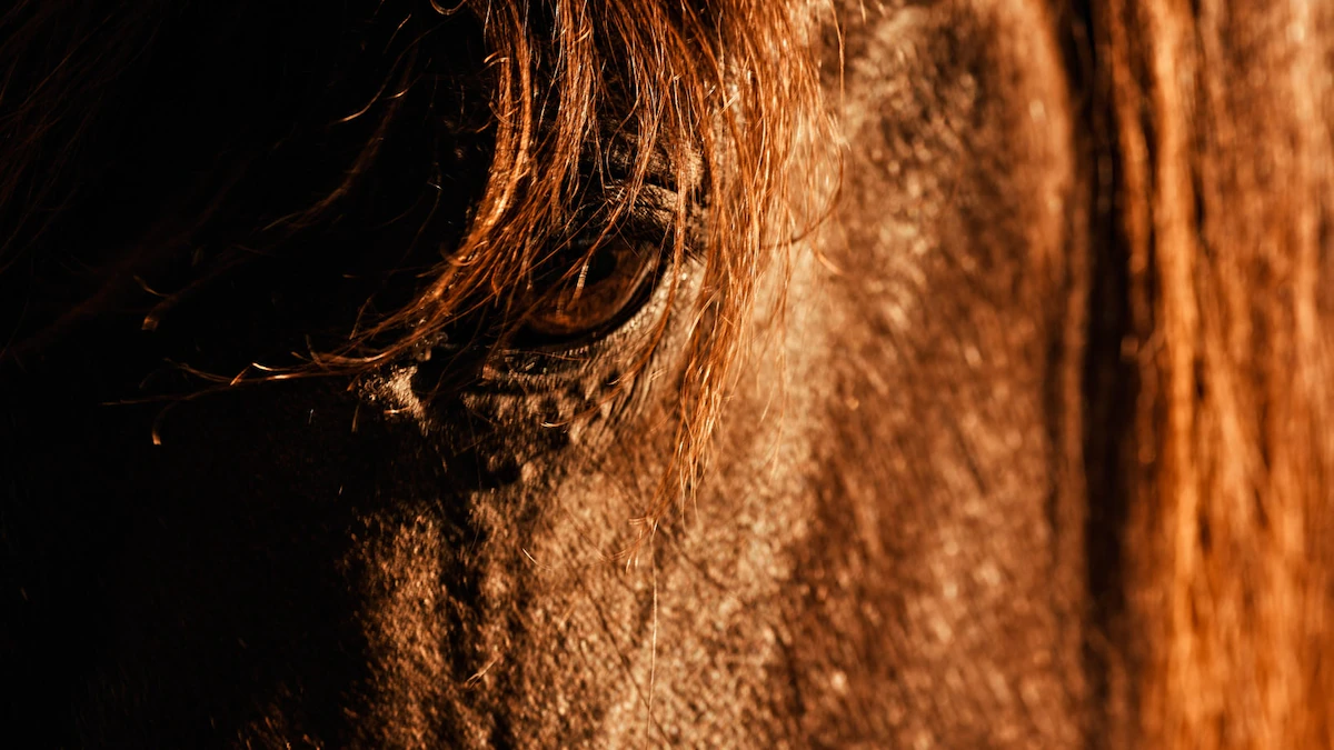 Brisk business and activism collide at this Texas horse auction