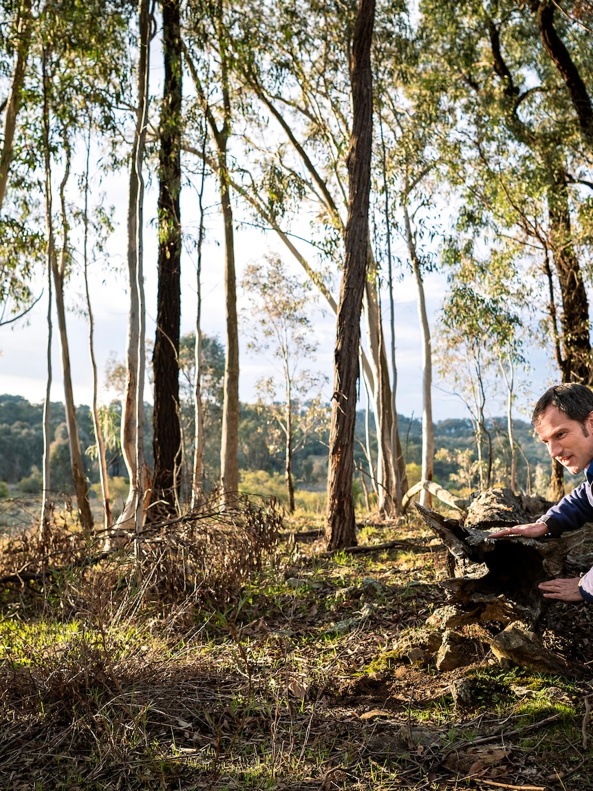 ‘Absolutely damning’ report blasts NSW government’s handling of biodiversity offset scheme