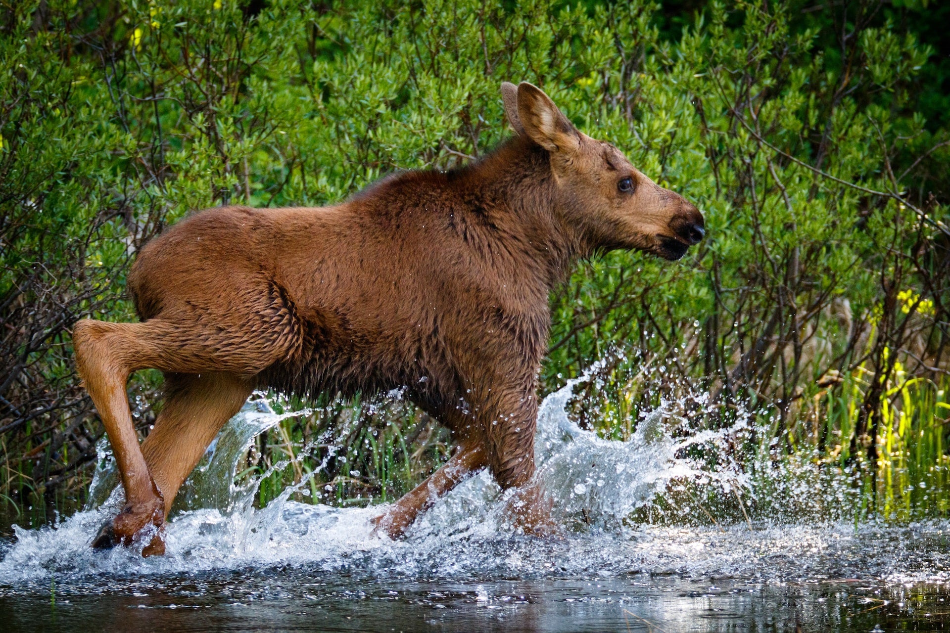 A wedding videographer filmed a bear preying on a moose—during the groom’s vows