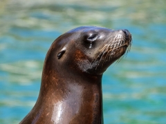 Seal-spooking tech might assist safeguard threatened salmon