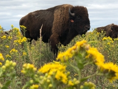 Bison are bringing biodiversity back to Kansas grassy field land