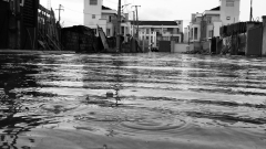 Flood-damaged Northern Rivers sugar mill back squashing walking cane