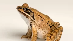 When mating season gets here, these frogs melt