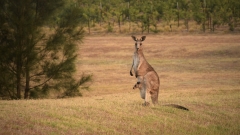 Why Australia’s Young Farmer of the Year for 2022 is a sucker for numbers