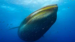 See the biggest feeding craze of fin whales ever taped