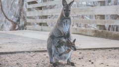 Kangaroo eliminates Australian guy in unusual deadly attack – NPR