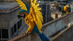 Satisfy the precious macaws of Venezuela’s capital