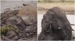 Elephants stuck in mud for 2 days get saved in Kenya. Video is viral