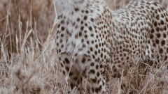 PM Modi launches cheetahs brought from Namibia in Kuno National Forest