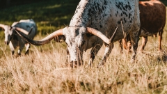 Revealing livestock has actually been Sophie Laycock’s fate given that she was a kid. Now she has among the leading tasks in business