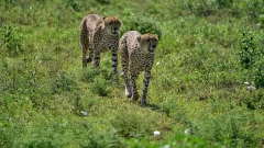 Cheetahs Arrive in India After 70 Years of Local Extinction