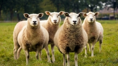 It’s so damp in NSW that 15,000 sheep needed to be billeted ahead of an enormous sale