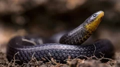 3 brand-new snake types found in graveyards