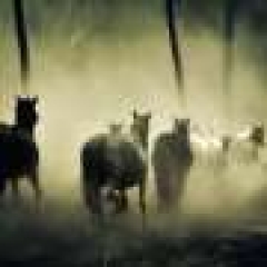 Report: More than 1,000 wild horses sent out to massacre