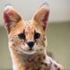 Research study discovers all African predators at threat for variety loss