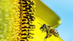 Feral honey bees to be baited and damaged in varroa mite hotspots