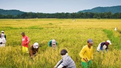 Stop importation, reinforce regional rice production– KMP