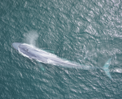 How do blue whales discover food? They examine the weather condition.