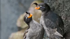 Why these seabirds stage a rowdy spring love-in