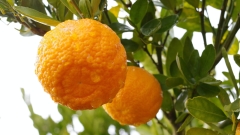 Australia’s citrus market requires commissioner to attend to real estate, labour lacks