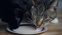 Is it safe for felines to consume milk?