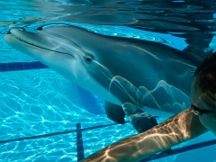 Who wishes to swim with robotic dolphins? More individuals than you might believe.