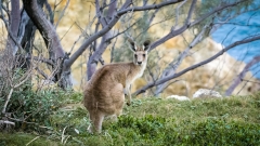 Kangaroo paws battle wrinkles in flourishing vegan cosmetics market