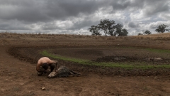 On-farm renewable resource ignored by federal government, report discovers, as shift to absolutely no speeds up