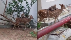 Monkey drawbacks a trip on deer’s back. Viral video will leave you entertained