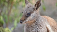 Quokkas and wallabies discovered dead in Australian zoo secret – BBC