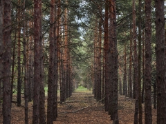 Why planting brand-new forests might do more damage than great