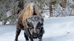 American bison all have some livestock DNA. Here’s why.