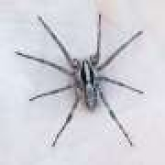 Wolf spider’s searching rate might peak at 85 degrees